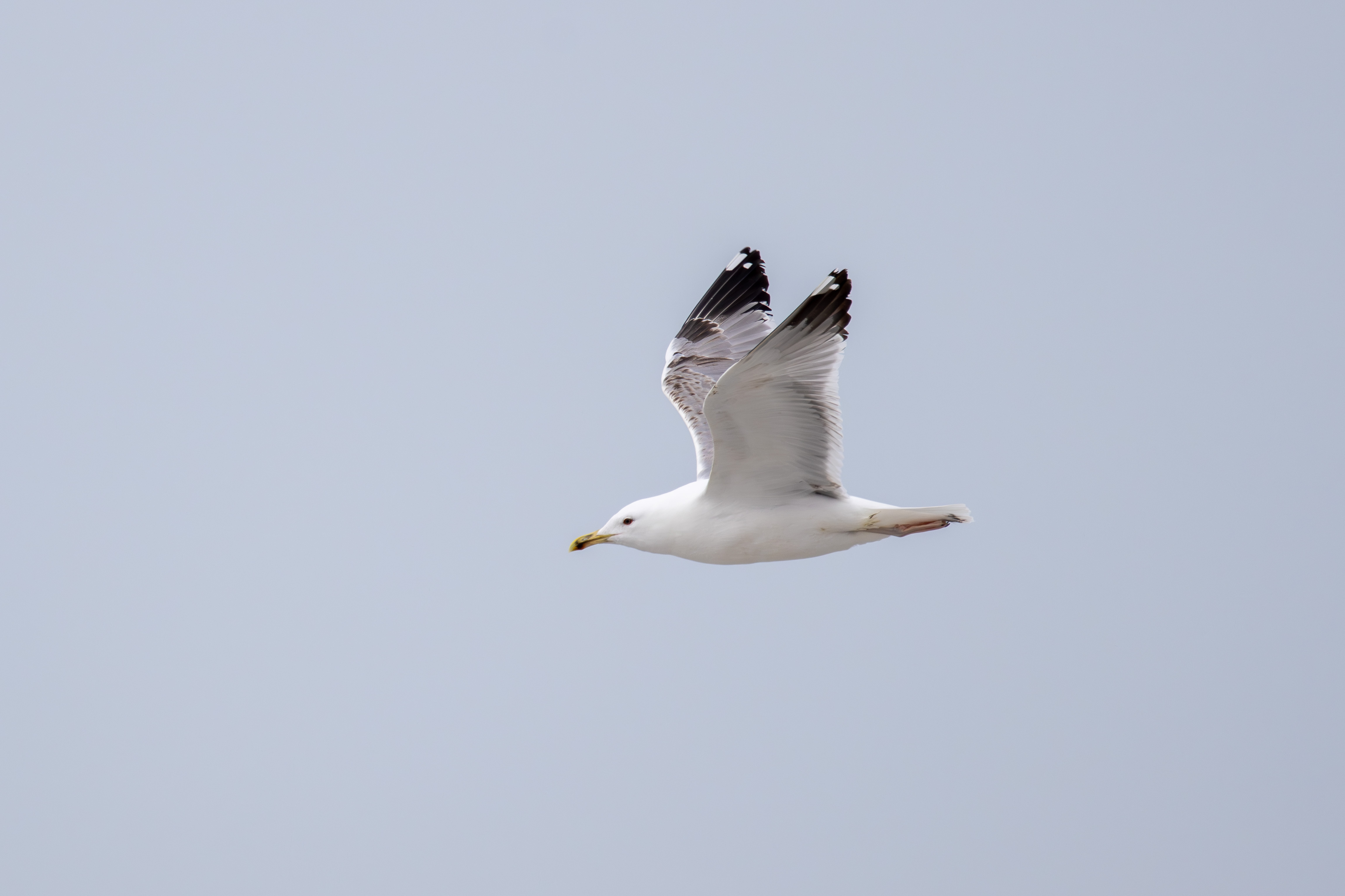 4K_Caspian_Gull_Caspisk_Måge.jpg