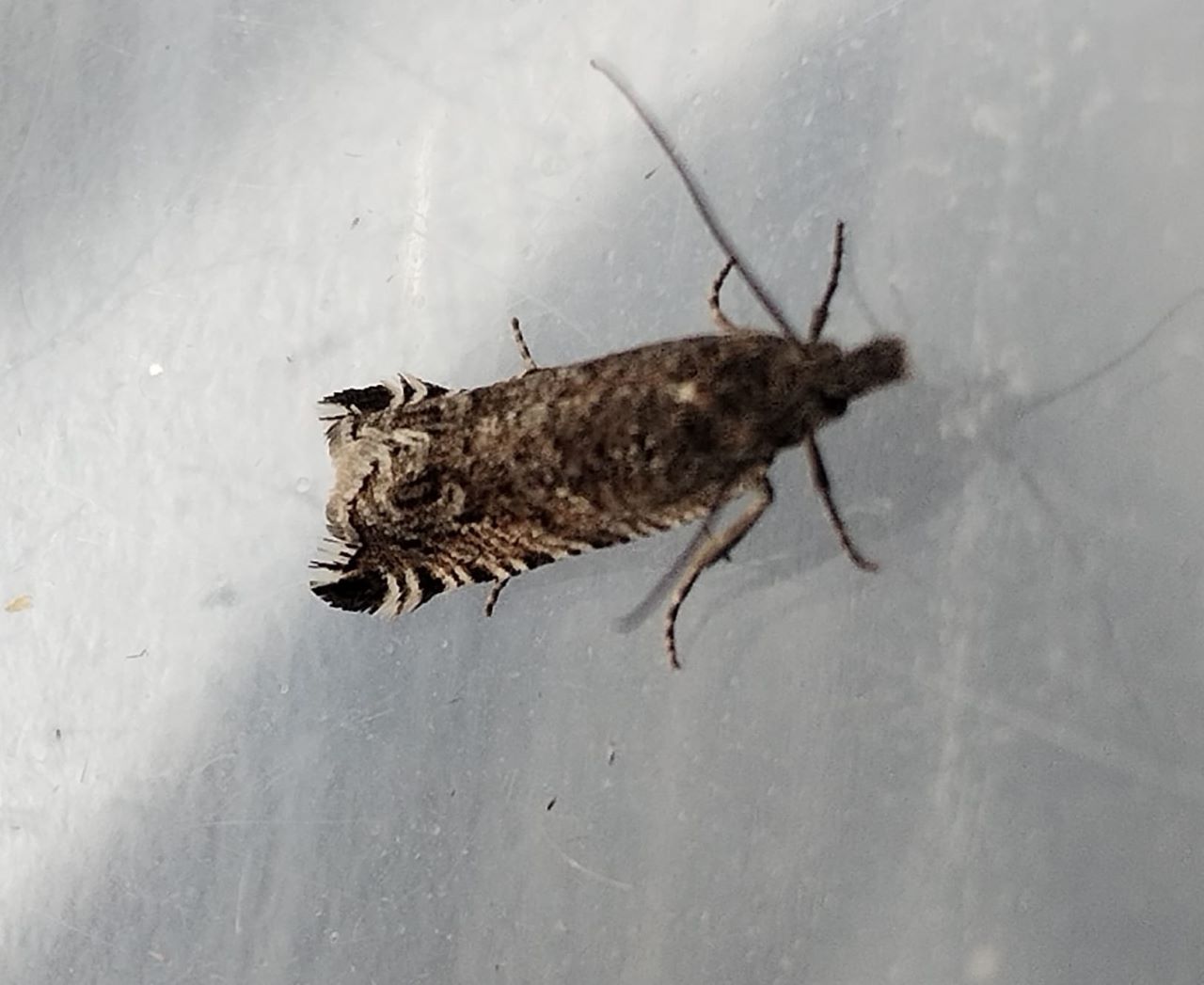 Ancylis_unguicella.jpg