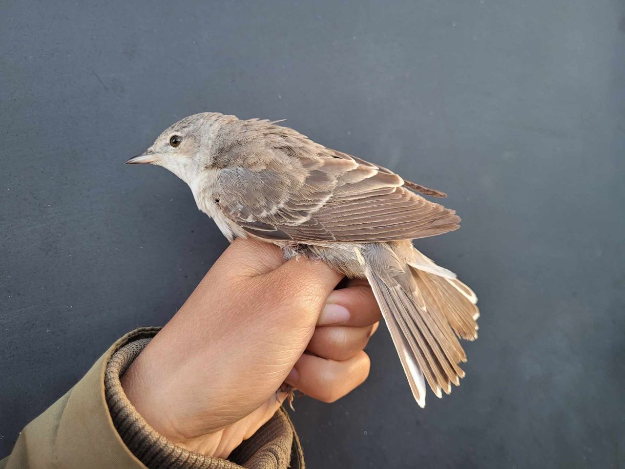 Barred_Warbler.jpg