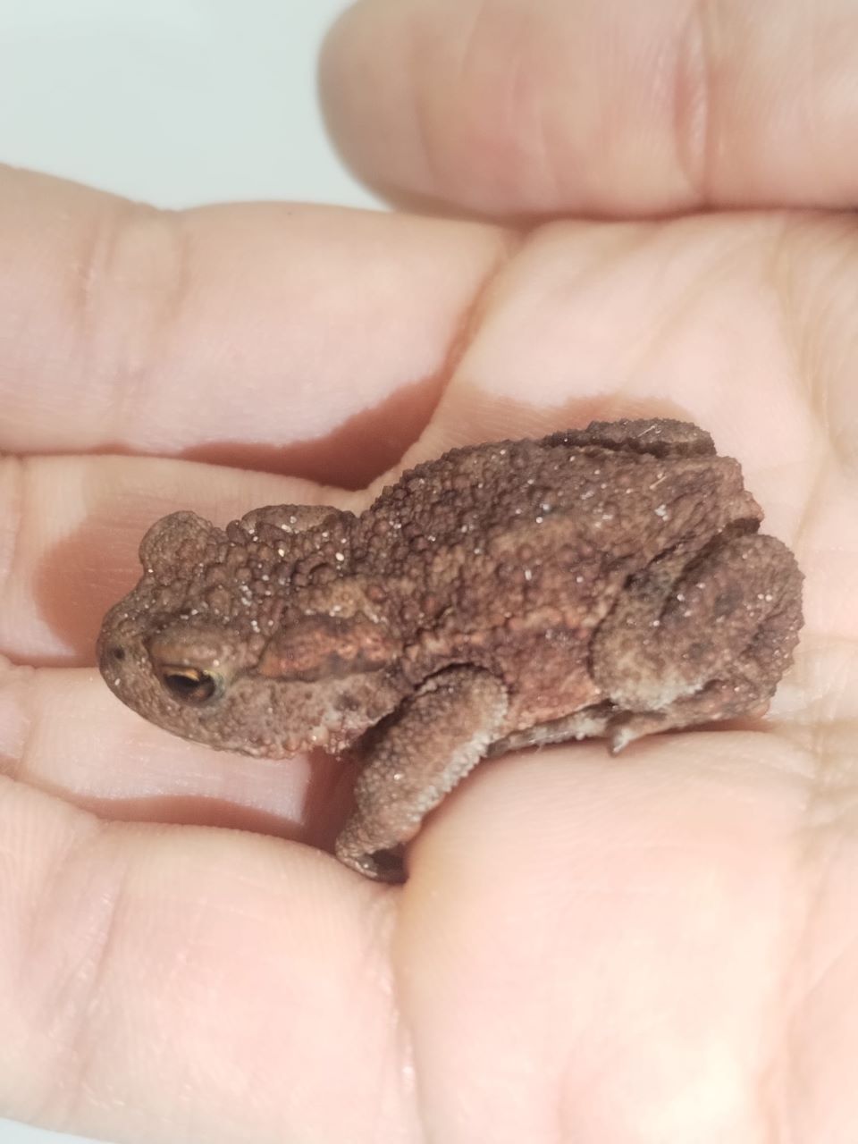 Common_Toad.jpg