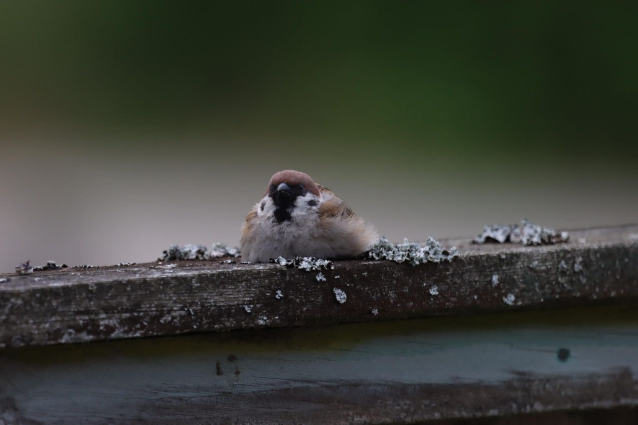 Cozy_Tree_Sparrow.jpg