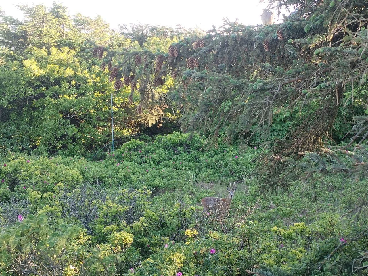 Deer_in_the_lighthouse_garden.jpg