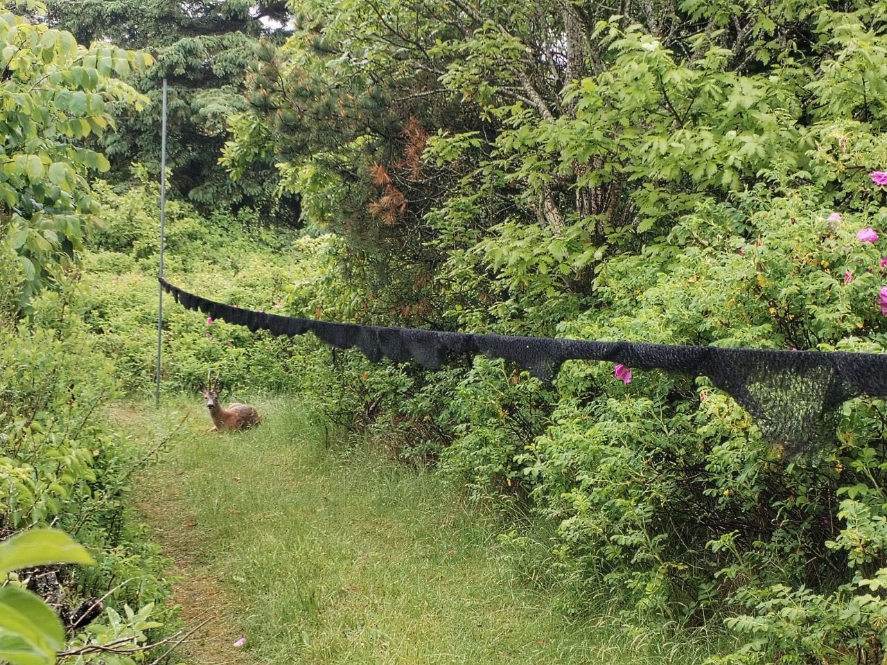 Deer_under_net.jpg