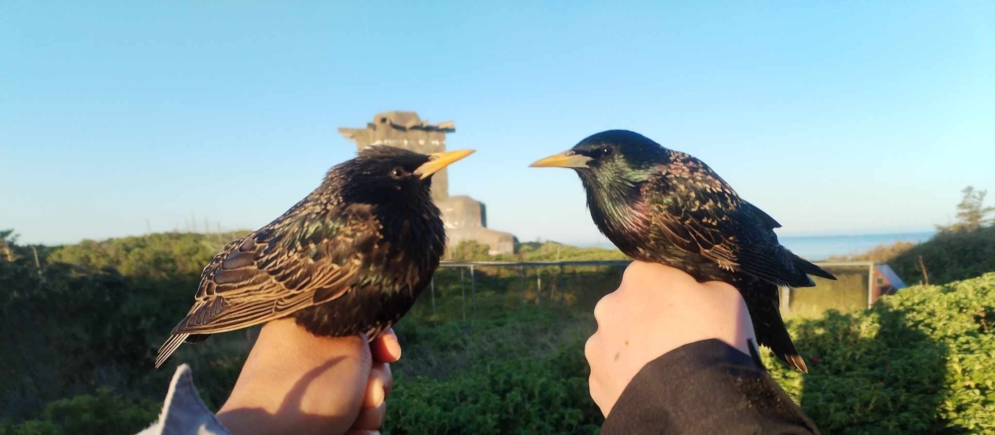 Female_and_MAle_Starling.jpeg