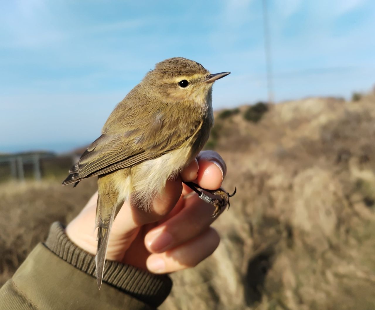 First_Chiffchaff.jpg