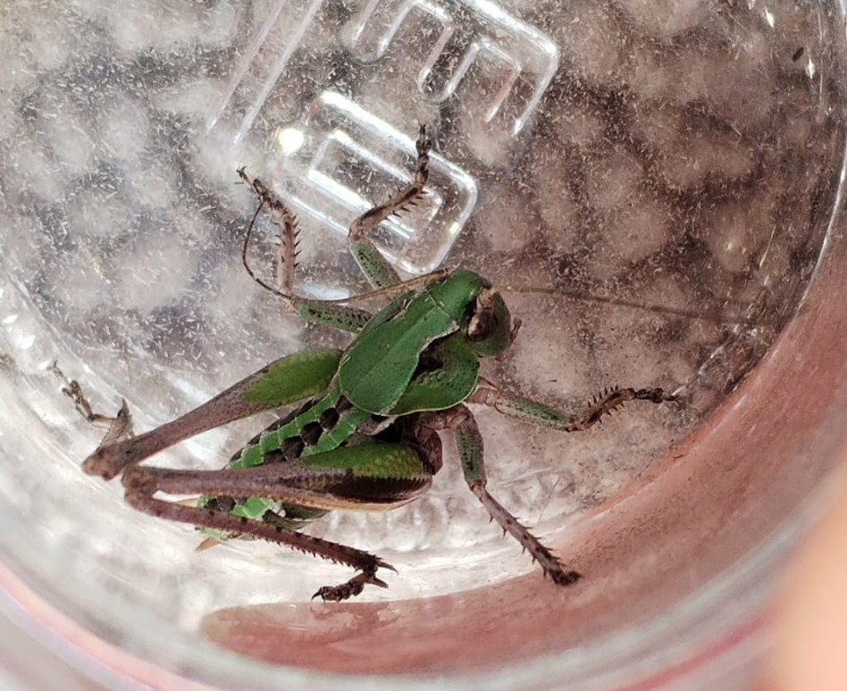 Grasshopper.jpeg