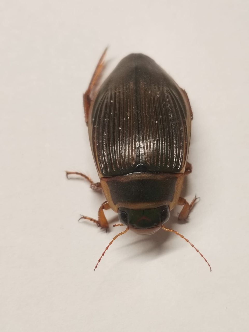 Great_Diving_Beetle.jpg