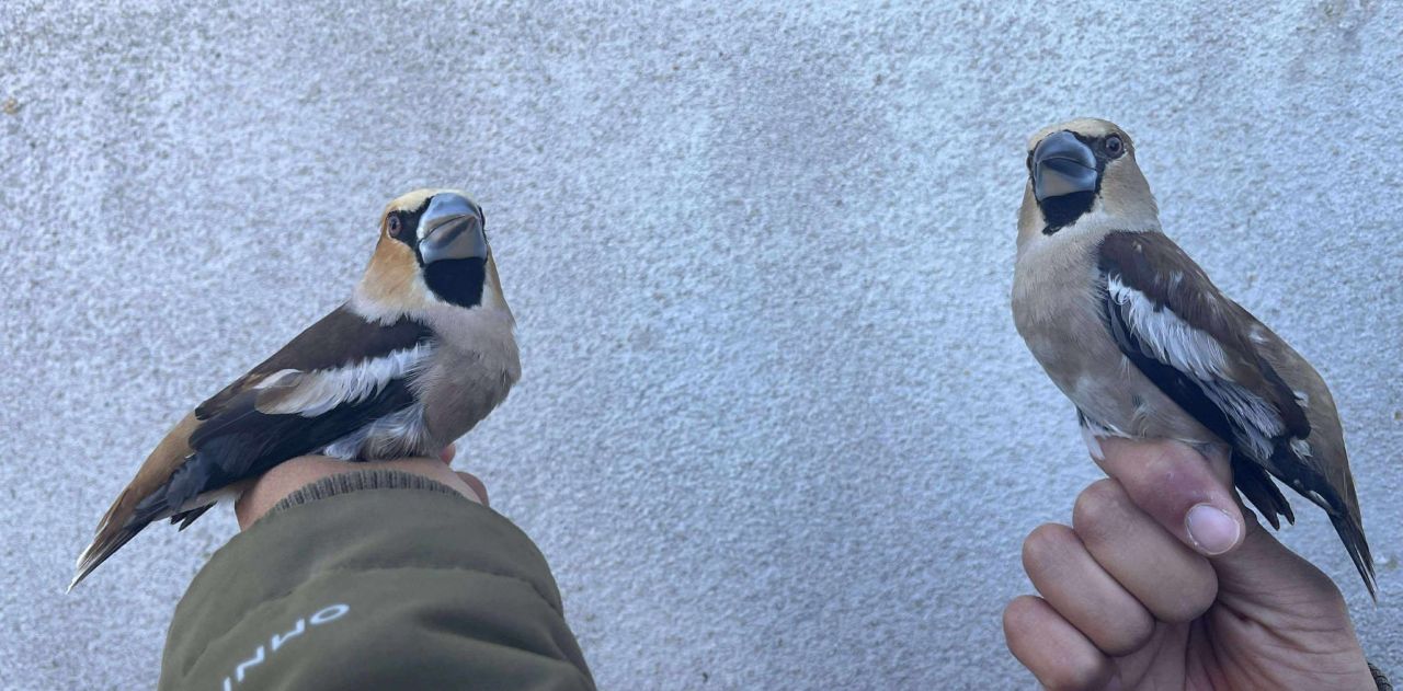 Hawfinches.jpg