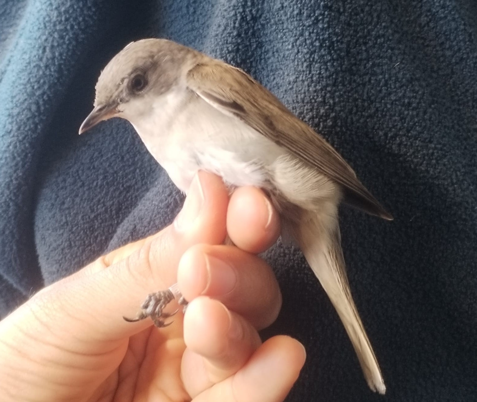 Lesser_Whitethroat.jpeg