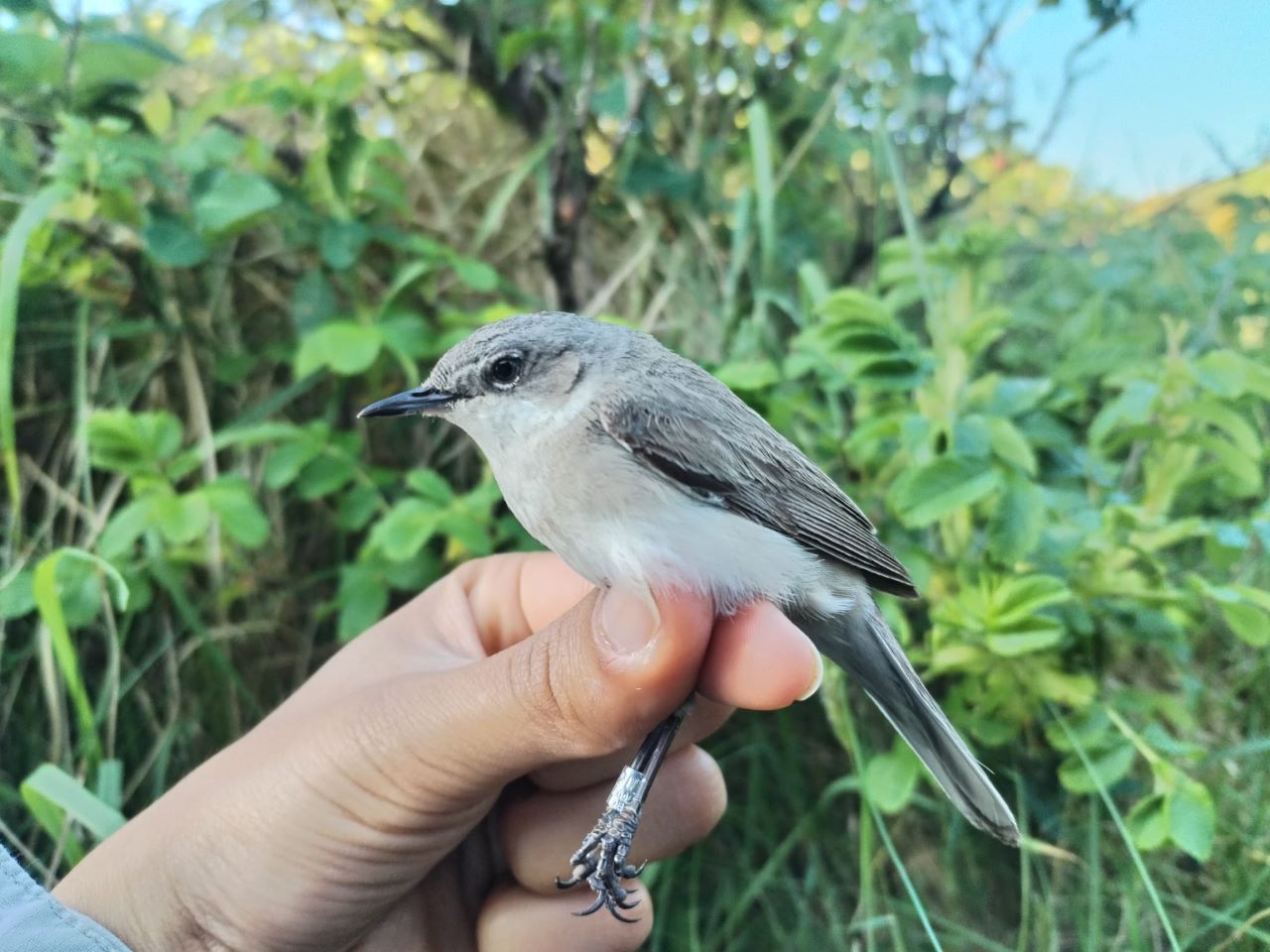 Lesser_Whitethroat.jpg