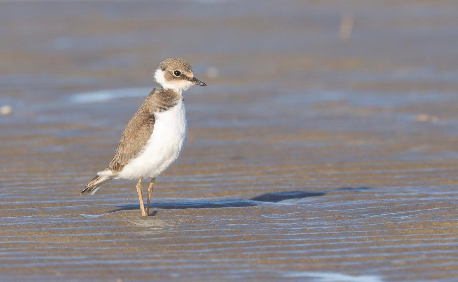Little_Ringed_Plover.jpg