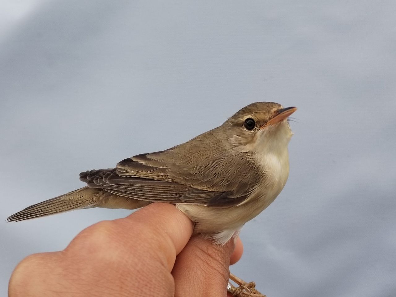 Marsh_Warbler_Mai.jpg