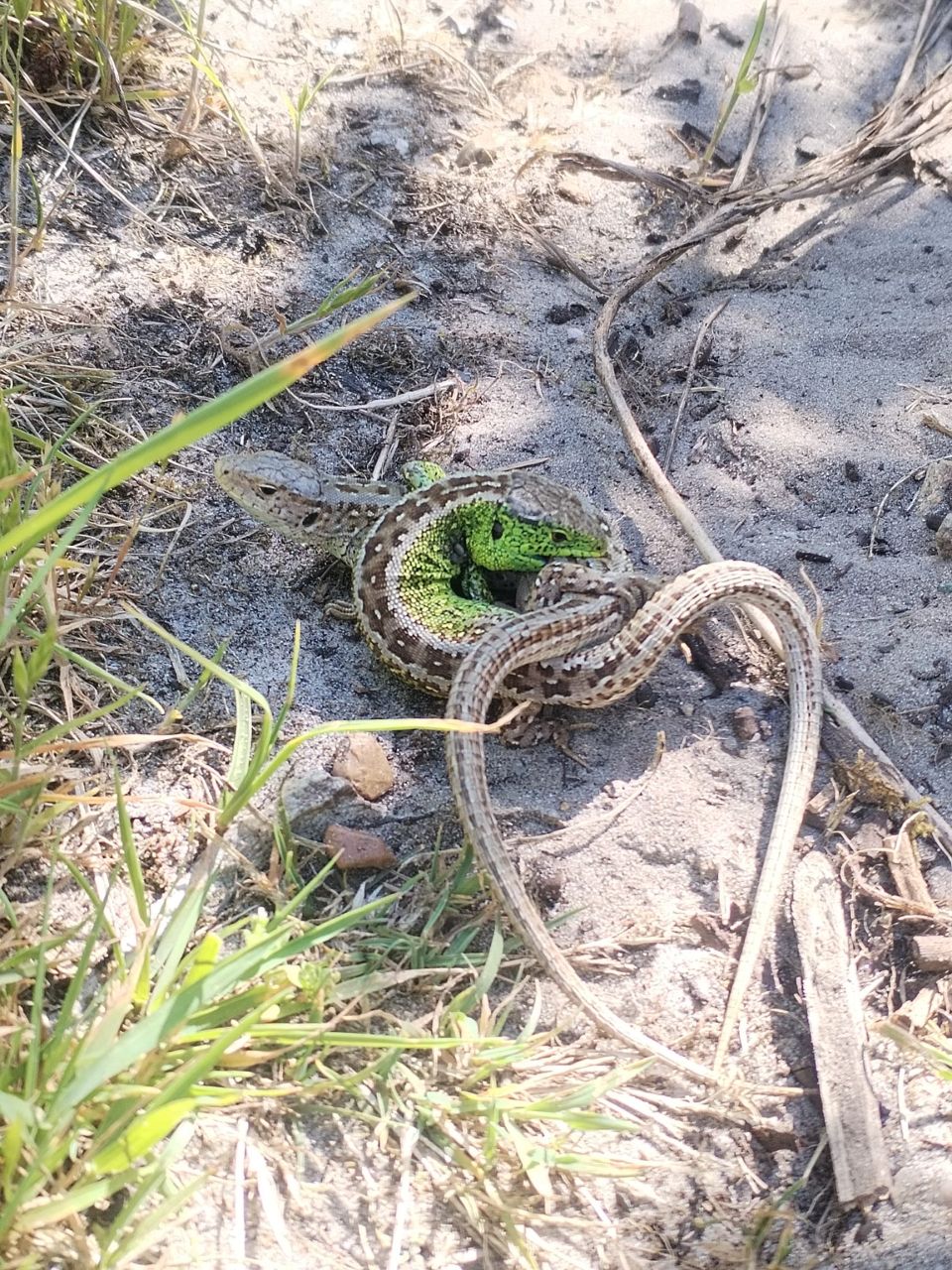 Mating_SAnd_Lizzards.jpg