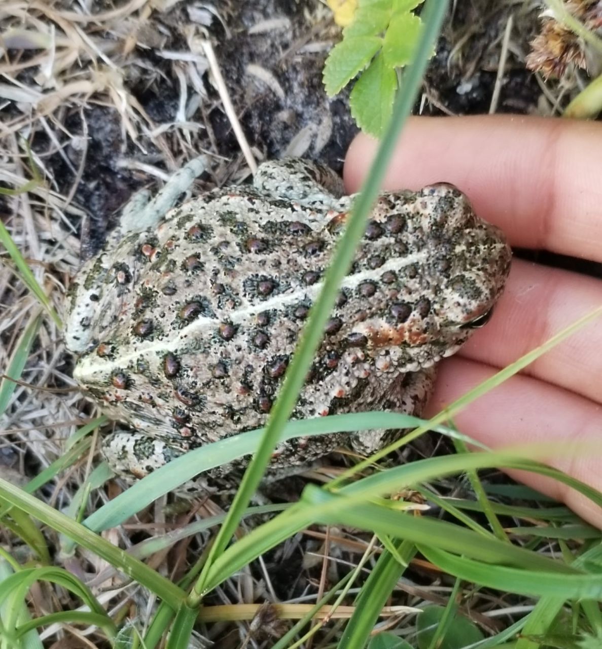 Natterjack.jpg