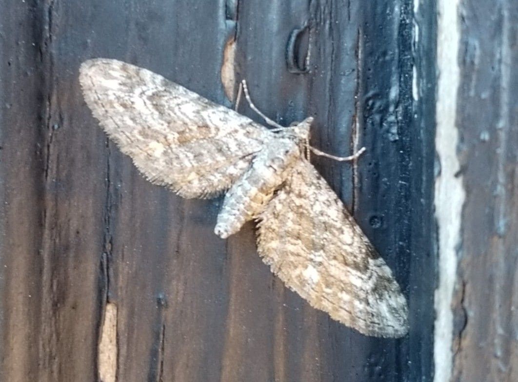 New_13.05._moths.jpg