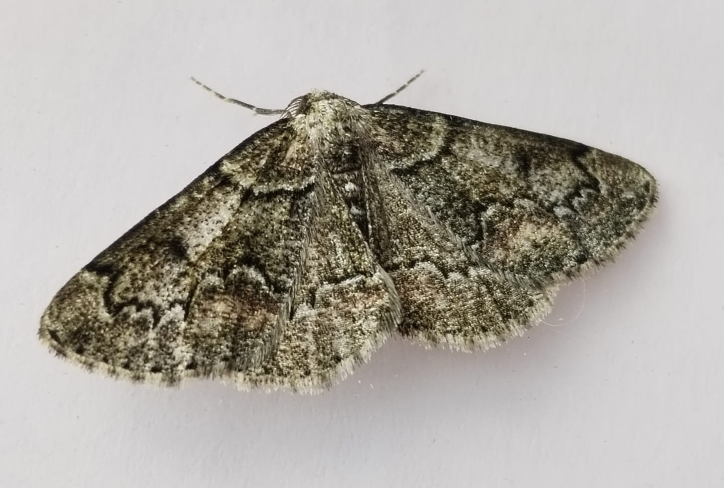 New_MOth.jpeg