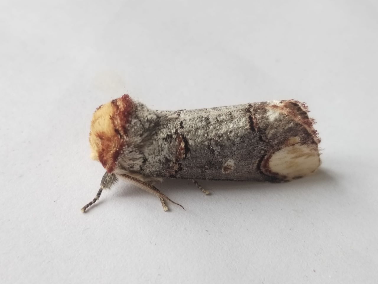 Phalera_bucephala.jpg