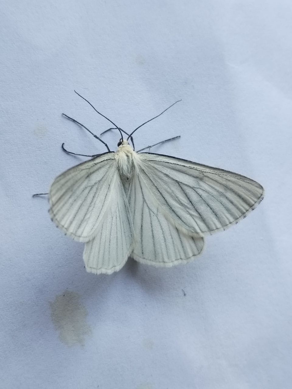 Siona_lineata.jpg