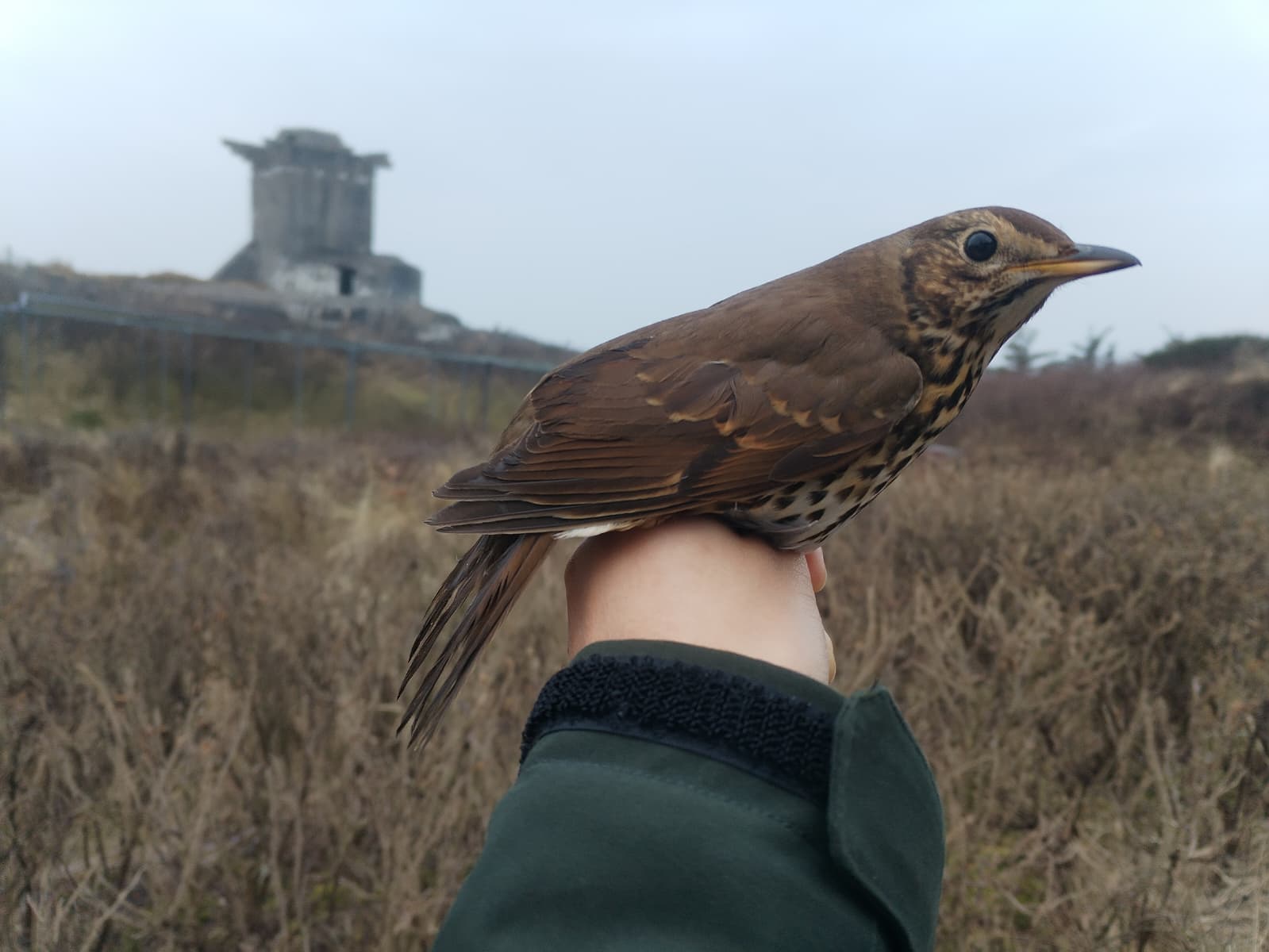 Songthrush_07-03-26.jpeg