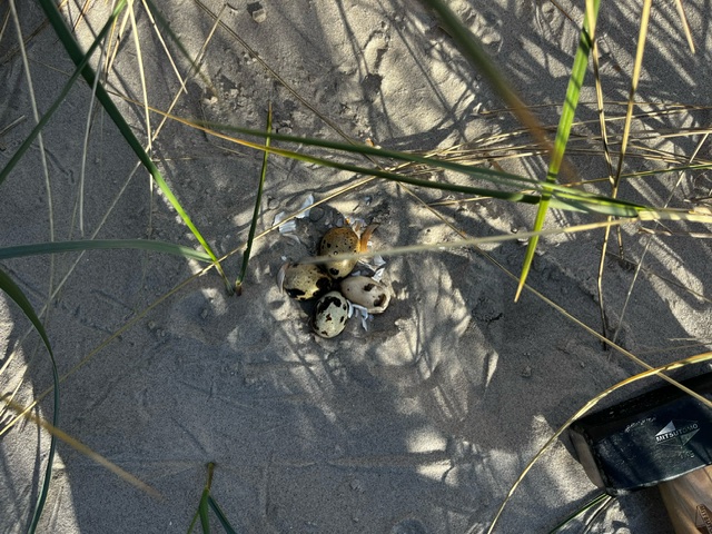 artificial_nest.jpeg