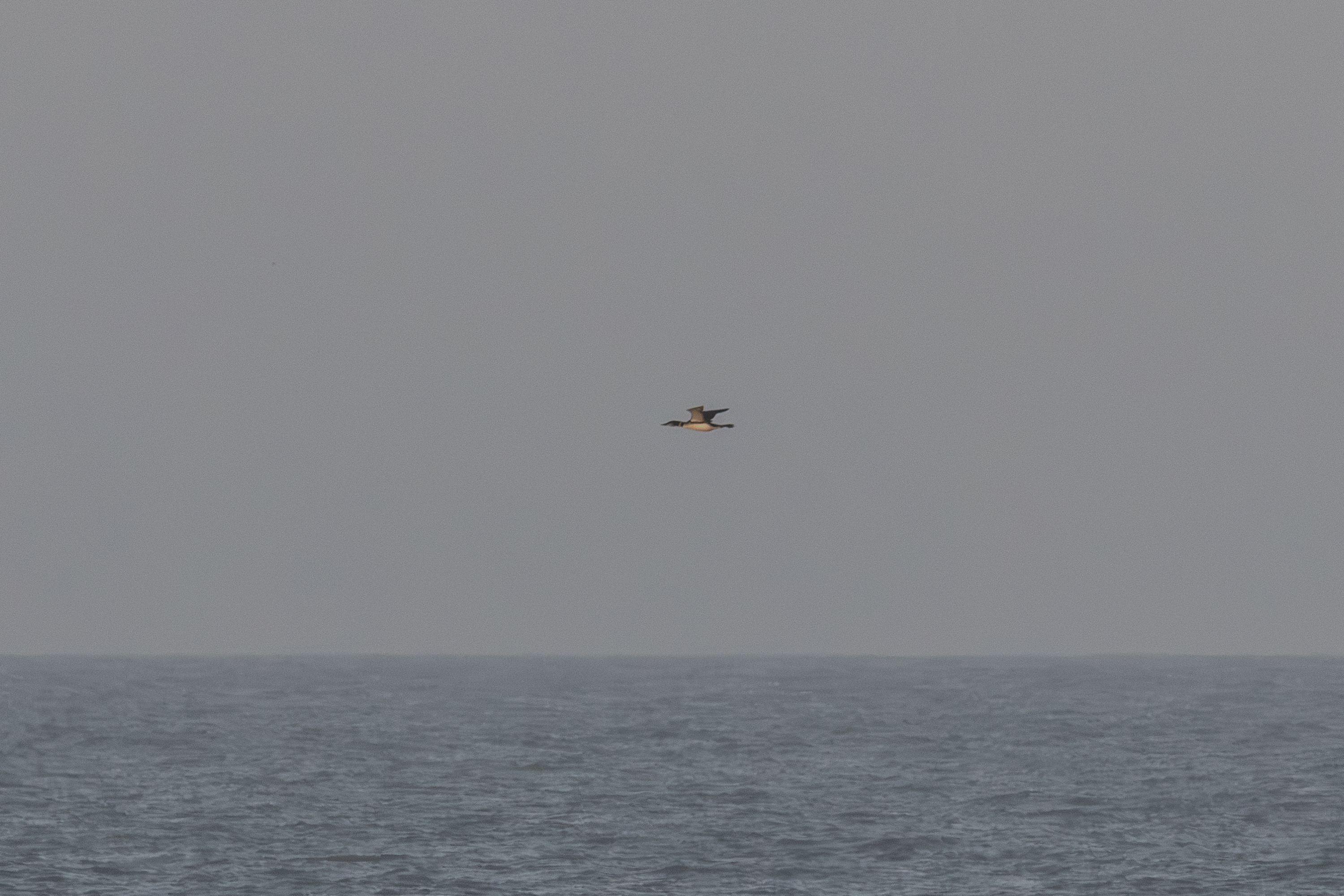 8G8A0795