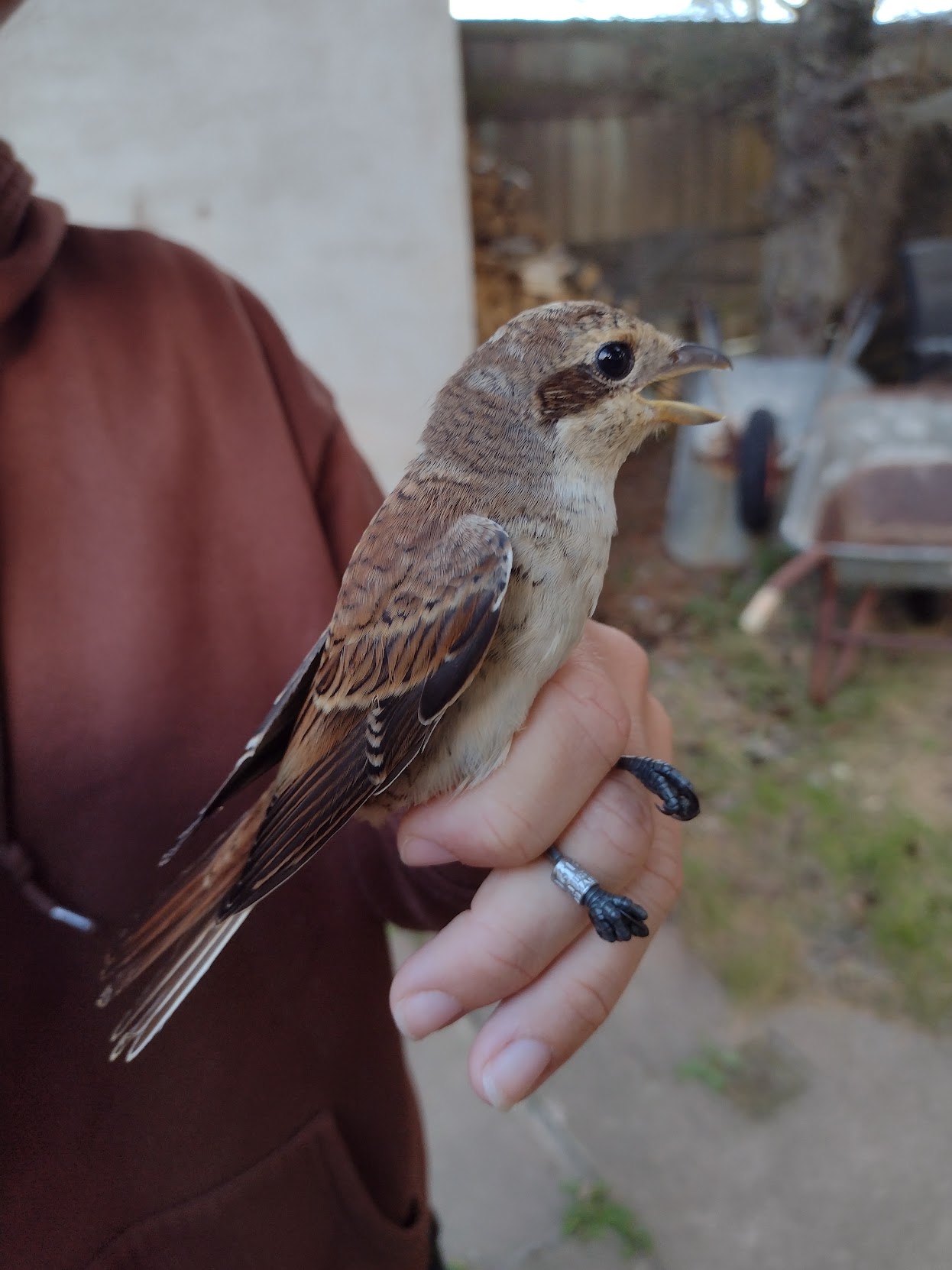Red backed Shrike 12 08 2026