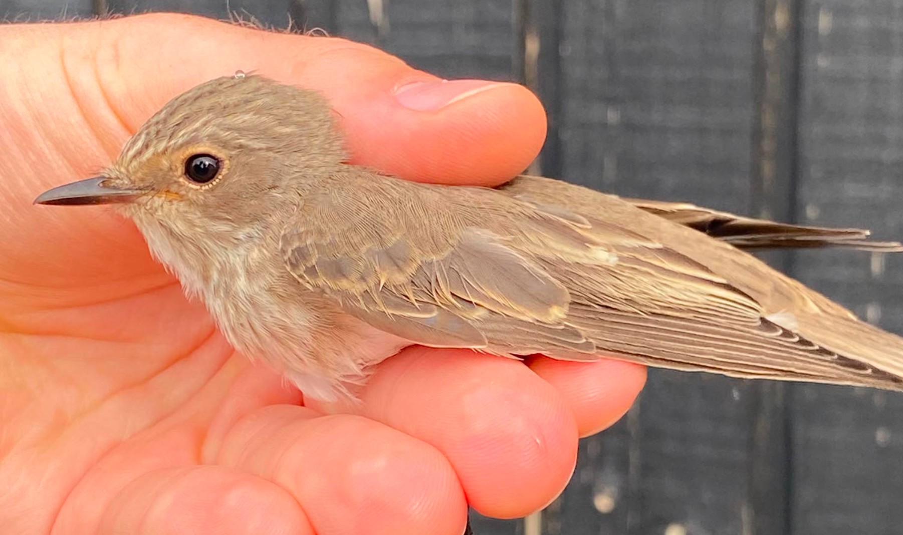 Spotted Flycatcher 20 08 2026