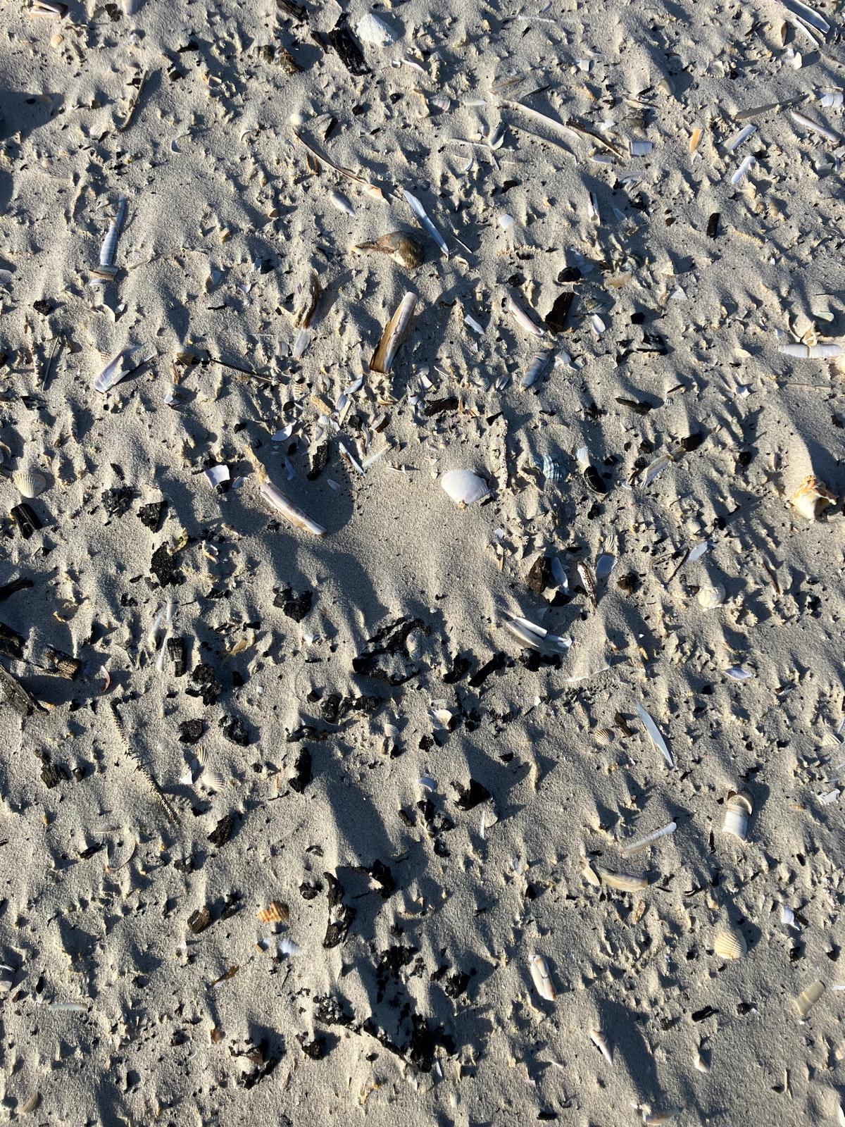 leeg_ringed_plover_nest.jpeg