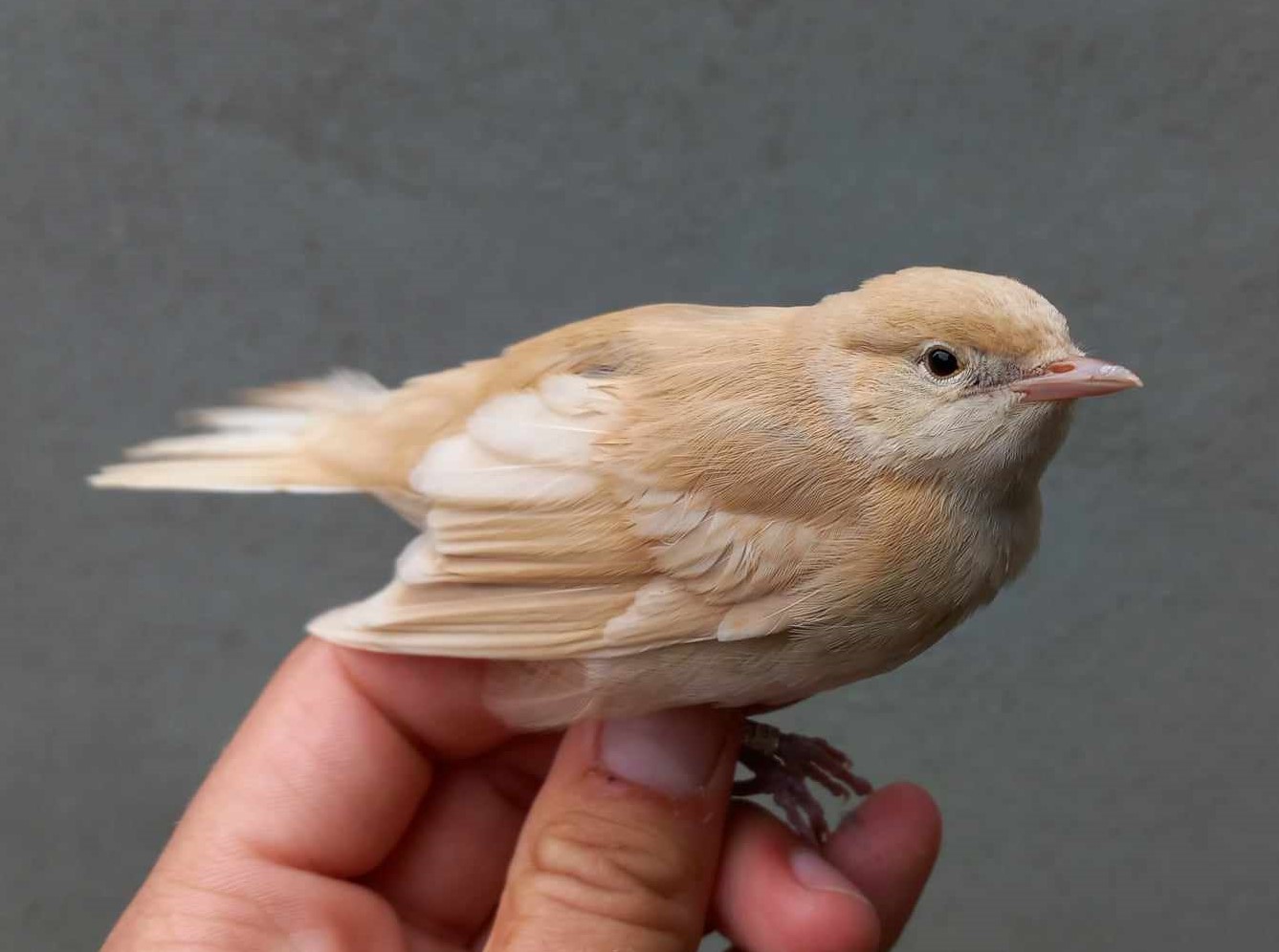 leucistic_Havesanger.jpg