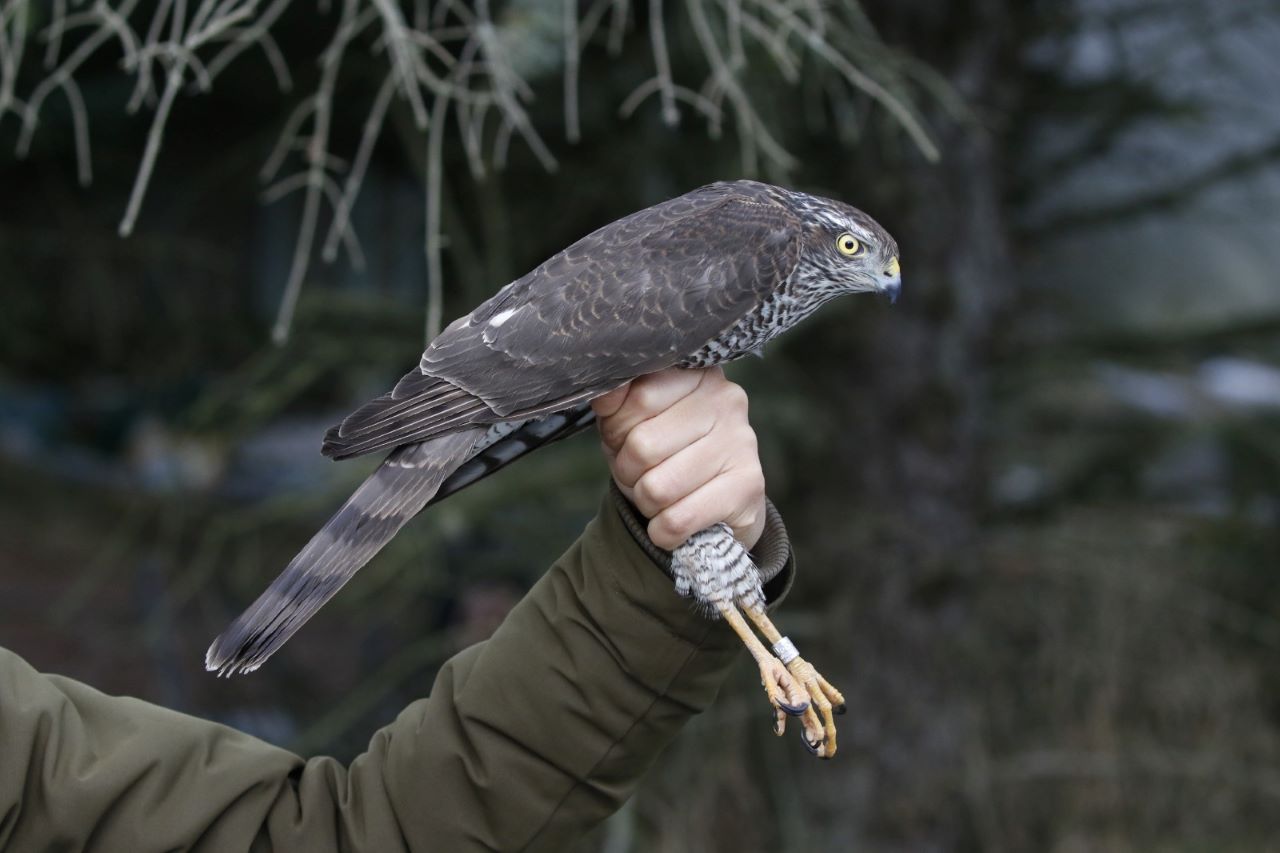 long-legged_Sparrowhawk.jpg