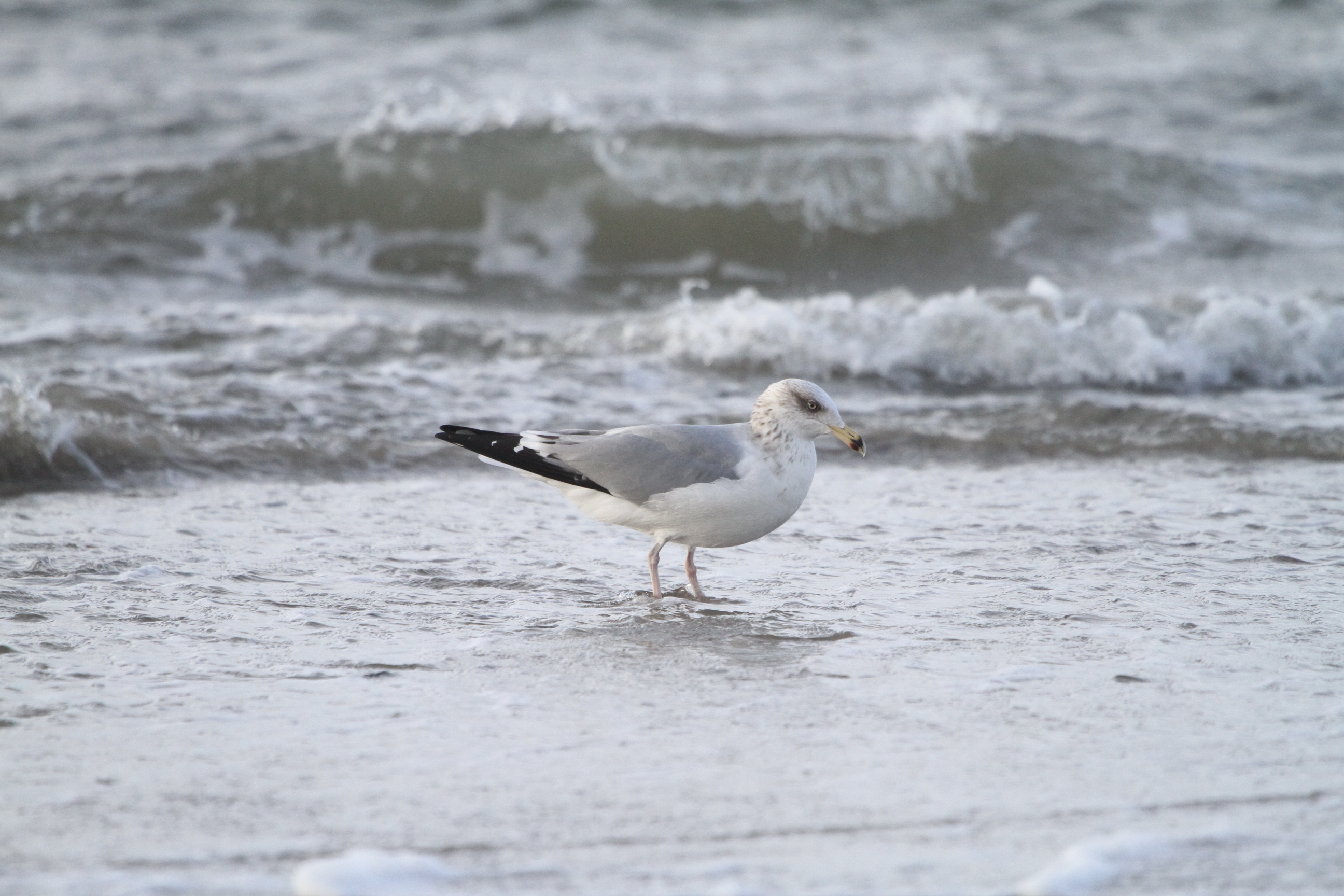 middelhavssølv 26.10