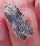 moth1 08052026