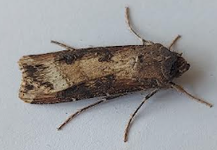moth2 04052026
