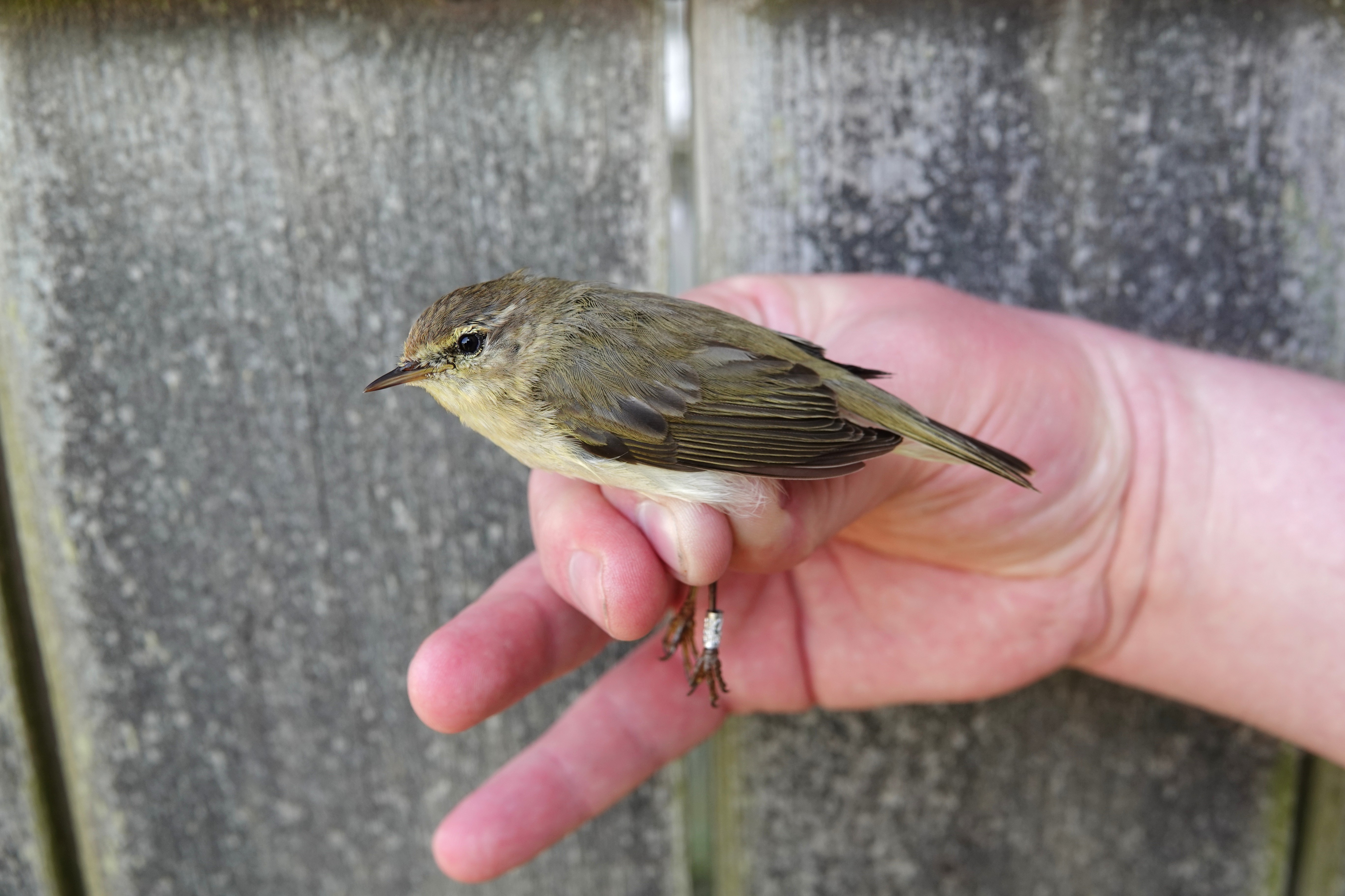 36728045 20250501073720 988040693