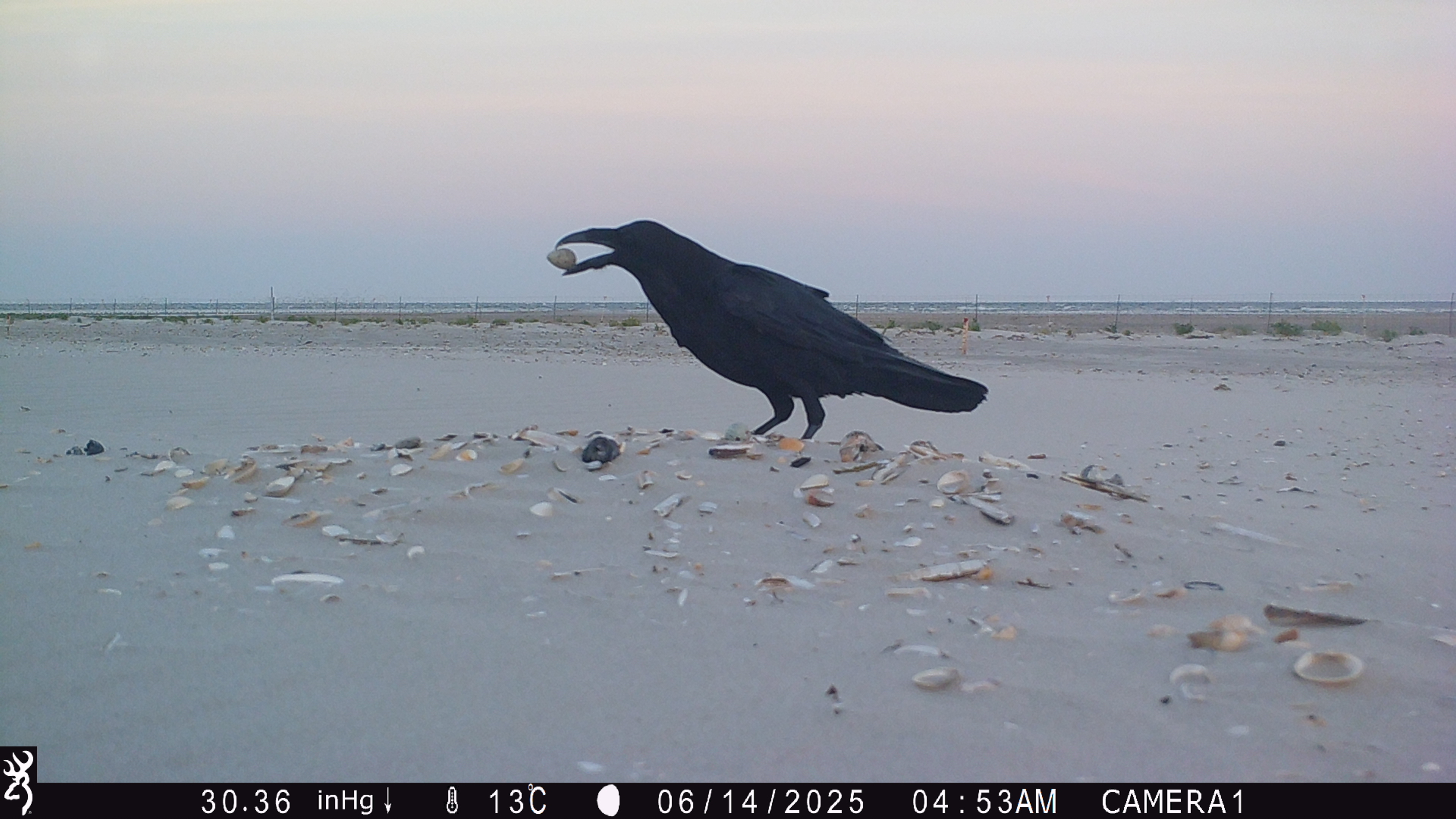 raven_with_ringed_plover_egg_14.06.25.JPG